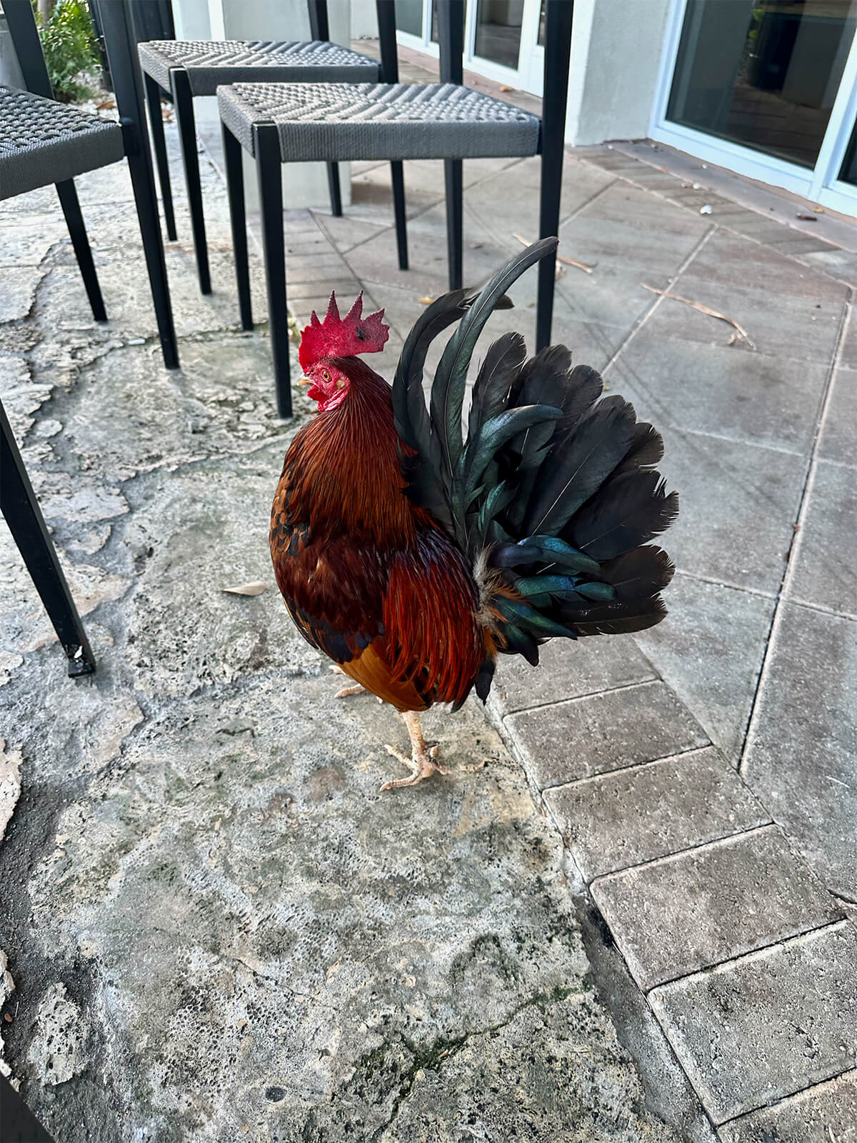Ron Levy Aquatic Center gallery image
