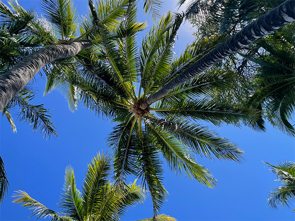 Puako Beach Drive Pool gallery image