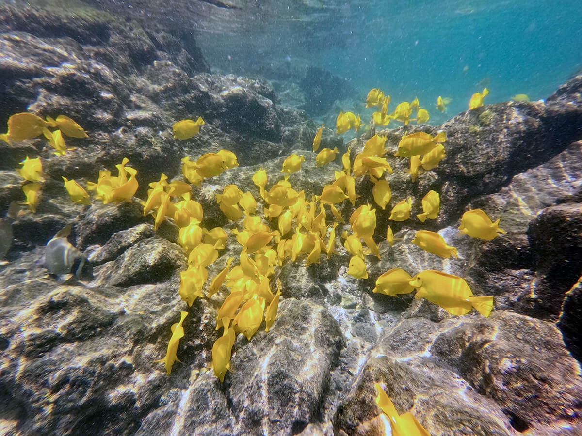 Puako Beach Drive Pool gallery image